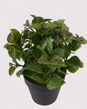 Artificial Table Plants 22*22*28cm Lavender Leef in PP pot GS-46725010 2025AUG YeahFlower is one of Chinese leading OEM manufacturers and exporters , supplying the silk flowers, wholesale artificial trees