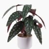 Artificial Table Plants 30*30*42cm Maranta in pp pot GS-70125007 2025SEP YeahFlower is one of Chinese leading OEM manufacturers and exporters , supplying the silk flowers, wholesale artificial trees