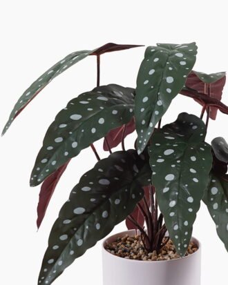 Artificial Table Plants 30*30*42cm Maranta in pp pot GS-70125007 2025SEP YeahFlower is one of Chinese leading OEM manufacturers and exporters , supplying the silk flowers, wholesale artificial trees Artificial Table Plants 30*30*42cm Maranta in pp pot GS-70125007 2025SEP YeahFlower is one of Chinese leading OEM manufacturers and exporters , supplying the silk flowers, wholesale artificial trees