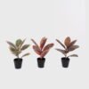 Artificial Table Plants 22*22*35cm Mini rubber tree in PP Pot/7 lvs GS-72825001 2025SEP YeahFlower is one of Chinese leading OEM manufacturers and exporters , supplying the silk flowers, wholesale artificial trees