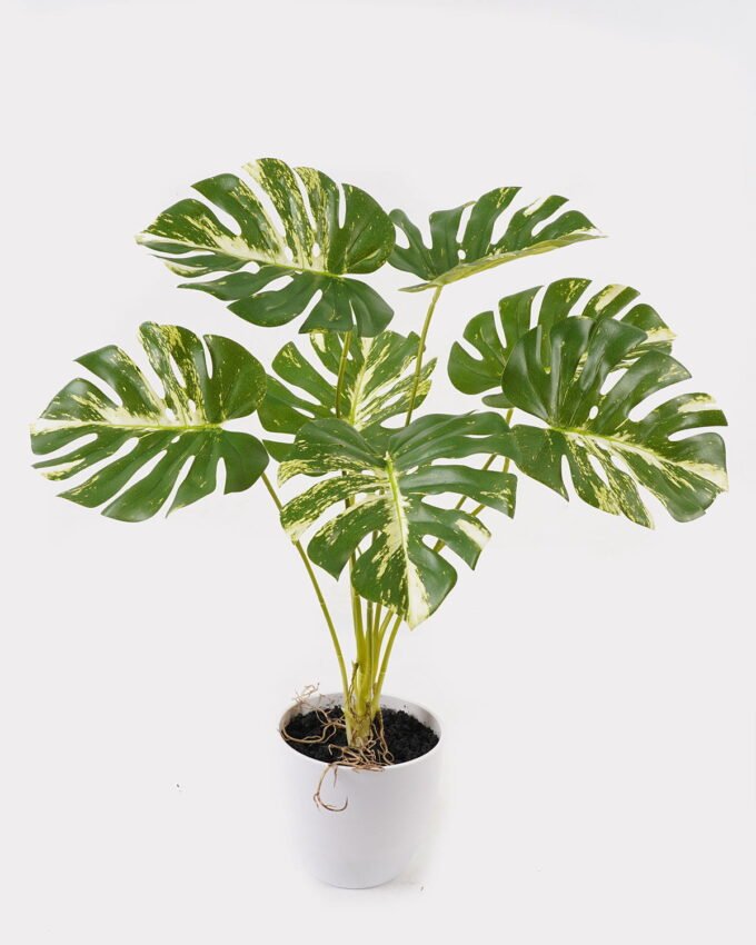 Artificial Table Plants 52*46*55cm Monstera in PP pot GS-03325023 2025JUL YeahFlower is one of Chinese leading OEM manufacturers and exporters , supplying the silk flowers, wholesale artificial trees