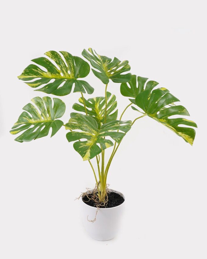 Artificial Table Plants 52*46*55cm Monstera in PP pot GS-03325023 2025JUL YeahFlower is one of Chinese leading OEM manufacturers and exporters , supplying the silk flowers, wholesale artificial trees