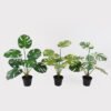 Artificial Table Plants 50*50*57cm Montera in PP pot GS-03325033 2025JUL YeahFlower is one of Chinese leading OEM manufacturers and exporters , supplying the silk flowers, wholesale artificial trees