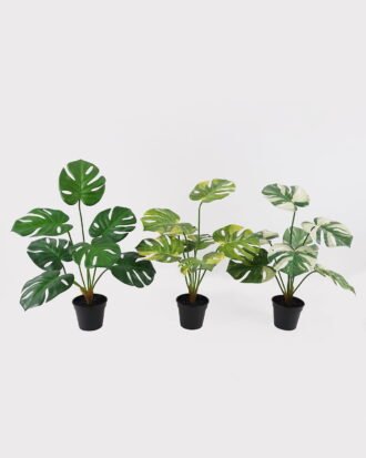 Artificial Table Plants 50*50*57cm Montera in PP pot GS-03325033 2025JUL YeahFlower is one of Chinese leading OEM manufacturers and exporters , supplying the silk flowers, wholesale artificial trees Artificial Table Plants 50*50*57cm Montera in PP pot GS-03325033 2025JUL YeahFlower is one of Chinese leading OEM manufacturers and exporters , supplying the silk flowers, wholesale artificial trees