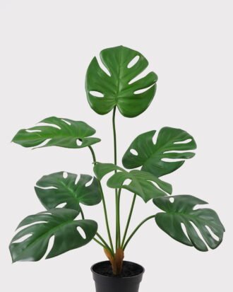 Artificial Table Plants 50*50*57cm Montera in PP pot GS-03325033 2025JUL YeahFlower is one of Chinese leading OEM manufacturers and exporters , supplying the silk flowers, wholesale artificial trees Artificial Table Plants 50*50*57cm Montera in PP pot GS-03325033 2025JUL YeahFlower is one of Chinese leading OEM manufacturers and exporters , supplying the silk flowers, wholesale artificial trees