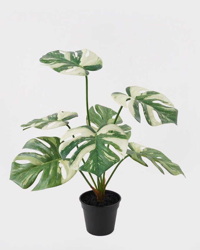 Artificial Table Plants 50*50*57cm Montera in PP pot GS-03325033 2025JUL YeahFlower is one of Chinese leading OEM manufacturers and exporters , supplying the silk flowers, wholesale artificial trees