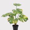 Artificial Table Plants 50*50*57cm Montera in PP pot GS-03325033 2025JUL YeahFlower is one of Chinese leading OEM manufacturers and exporters , supplying the silk flowers, wholesale artificial trees