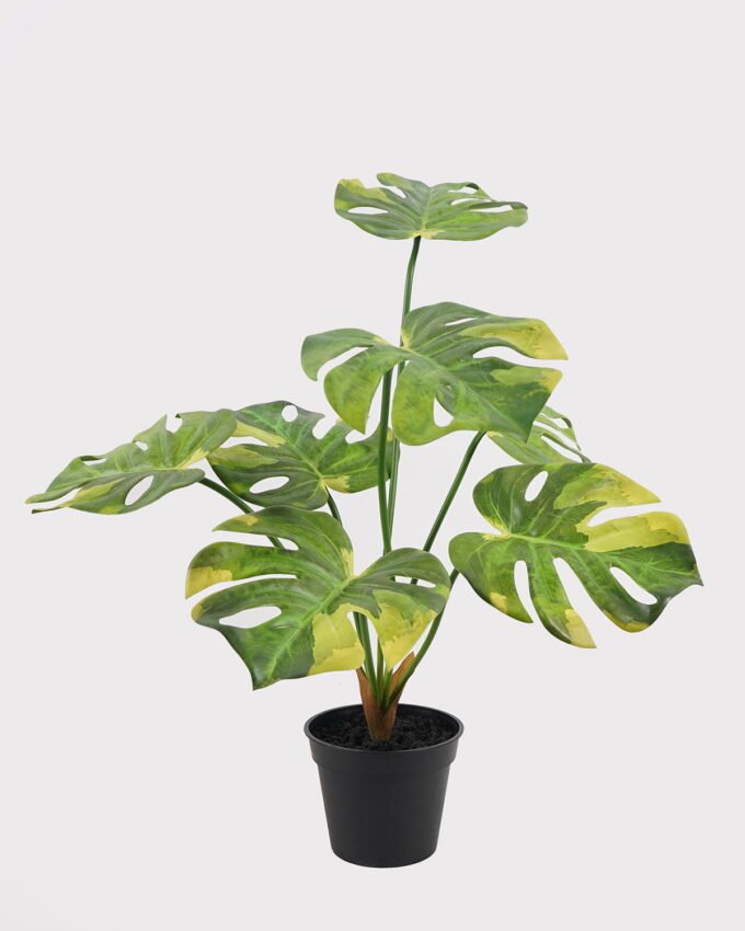 Artificial Table Plants 50*50*57cm Montera in PP pot GS-03325033 2025JUL YeahFlower is one of Chinese leading OEM manufacturers and exporters , supplying the silk flowers, wholesale artificial trees
