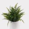 Artificial Table Plants Pteridophyte in PP pot GS-79925011_2 Artificial Table Plants 29*29*34cm Pteridophyte in PP pot GS-79925011 2025SEP YeahFlower is one of Chinese leading OEM manufacturers and exporters , supplying the silk flowers, wholesale artificial trees