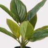 Artificial Table Plants Rohdea japonica in PP pot 9 lvs GS-73225001_3 Artificial Table Plants 34*34*42cm Rohdea japonica in PP pot/9 lvs GS-73225001 2025SEP YeahFlower is one of Chinese leading OEM manufacturers and exporters , supplying the silk flowers, wholesale artificial trees