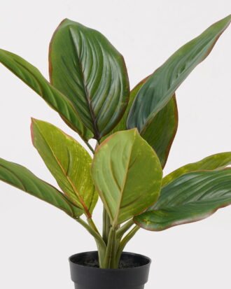 Artificial Table Plants 34*34*42cm Rohdea japonica in PP pot/9 lvs GS-73225001 2025SEP YeahFlower is one of Chinese leading OEM manufacturers and exporters , supplying the silk flowers, wholesale artificial trees Artificial Table Plants 34*34*42cm Rohdea japonica in PP pot/9 lvs GS-73225001 2025SEP YeahFlower is one of Chinese leading OEM manufacturers and exporters , supplying the silk flowers, wholesale artificial trees