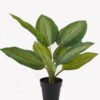 Artificial Table Plants Rohdea japonica in PP pot 9 lvs GS-73225001_4 Artificial Table Plants 34*34*42cm Rohdea japonica in PP pot/9 lvs GS-73225001 2025SEP YeahFlower is one of Chinese leading OEM manufacturers and exporters , supplying the silk flowers, wholesale artificial trees