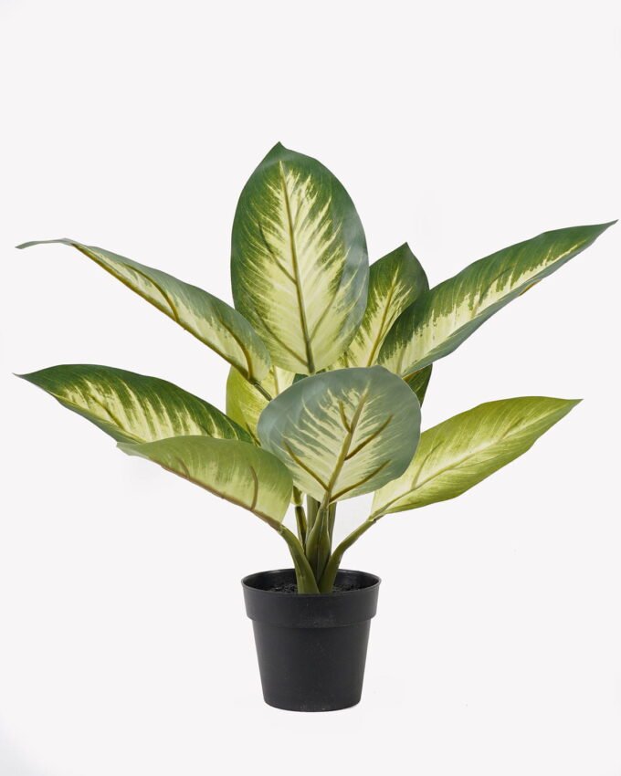 Artificial Table Plants Rohdea japonica in PP pot 9 lvs GS-73225001_5 Artificial Table Plants 34*34*42cm Rohdea japonica in PP pot/9 lvs GS-73225001 2025SEP YeahFlower is one of Chinese leading OEM manufacturers and exporters , supplying the silk flowers, wholesale artificial trees