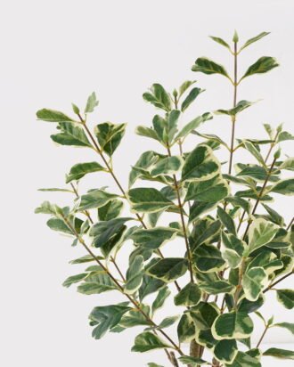 Artificial Tree 30*30*60cm Banyan tree in PP pot/168 lvs GS-13825011 2025JUL YeahFlower is one of Chinese leading OEM manufacturers and exporters , supplying the silk flowers, wholesale artificial trees