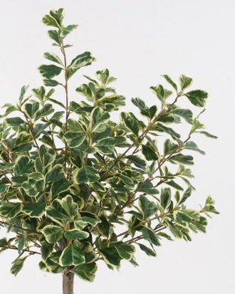 Artificial Tree 50*50*100cm Banyan tree in PP pot/528 lvs GS-13825010 2025JUL YeahFlower is one of Chinese leading OEM manufacturers and exporters , supplying the silk flowers, wholesale artificial trees