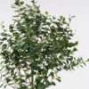 Artificial Tree 55*55*150cm Banyan tree in PP pot/840 lvs GS-13825015 2025JUL YeahFlower is one of Chinese leading OEM manufacturers and exporters , supplying the silk flowers, wholesale artificial trees