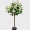 Artificial Tree 60*60*120cm Bauhinia variegata in PP pot/160 lvs GS-13825028 2025JUL YeahFlower is one of Chinese leading OEM manufacturers and exporters , supplying the silk flowers, wholesale artificial trees