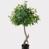 Artificial Tree 42*42*90cm Birch tree  in PP pot/330 lvs GS-13825009 2025JUL YeahFlower is one of Chinese leading OEM manufacturers and exporters , supplying the silk flowers, wholesale artificial trees