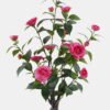 Artificial Tree 40*40*100cm Camellia tree in pp pot GS-46725049 2025JUL YeahFlower is one of Chinese leading OEM manufacturers and exporters , supplying the silk flowers, wholesale artificial trees