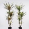 Artificial Tree 55*45*120cm Dracaena *4 in PP pot/138 lvs GS-41925040 2025AUG YeahFlower is one of Chinese leading OEM manufacturers and exporters , supplying the silk flowers, wholesale artificial trees