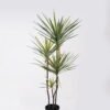 Artificial Tree 55*45*120cm Dracaena *4 in PP pot/138 lvs GS-41925040 2025AUG YeahFlower is one of Chinese leading OEM manufacturers and exporters , supplying the silk flowers, wholesale artificial trees