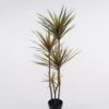 Artificial Tree 55*45*120cm Dracaena *4 in PP pot/138 lvs GS-41925040 2025AUG YeahFlower is one of Chinese leading OEM manufacturers and exporters , supplying the silk flowers, wholesale artificial trees