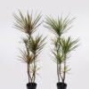 Artificial Tree 55*48*150cm Dracaena *5 in PP pot/165 lvs GS-41925041 2025AUG YeahFlower is one of Chinese leading OEM manufacturers and exporters , supplying the silk flowers, wholesale artificial trees