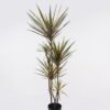 Artificial Tree 55*48*150cm Dracaena *5 in PP pot/165 lvs GS-41925041 2025AUG YeahFlower is one of Chinese leading OEM manufacturers and exporters , supplying the silk flowers, wholesale artificial trees