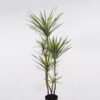 Artificial Tree 55*48*150cm Dracaena *5 in PP pot/165 lvs GS-41925041 2025AUG YeahFlower is one of Chinese leading OEM manufacturers and exporters , supplying the silk flowers, wholesale artificial trees