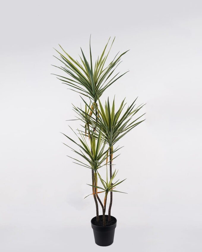 Artificial Tree 55*48*150cm Dracaena *5 in PP pot/165 lvs GS-41925041 2025AUG YeahFlower is one of Chinese leading OEM manufacturers and exporters , supplying the silk flowers, wholesale artificial trees