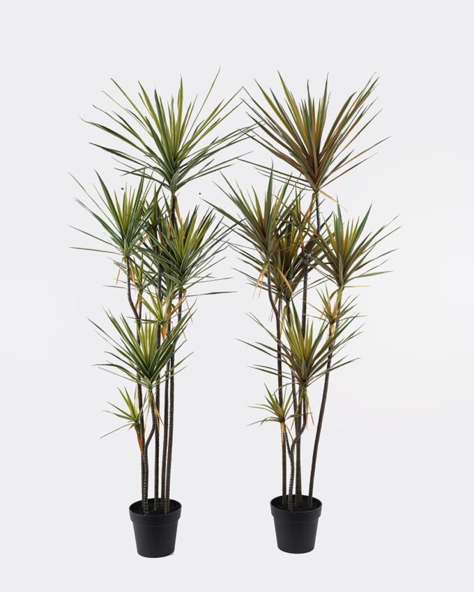 Artificial Tree 55*48*180cm Dracaena *9 in PP pot/255 lvs GS-41925042 2025AUG YeahFlower is one of Chinese leading OEM manufacturers and exporters , supplying the silk flowers, wholesale artificial trees