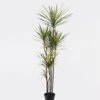 Artificial Tree 55*48*180cm Dracaena *9 in PP pot/255 lvs GS-41925042 2025AUG YeahFlower is one of Chinese leading OEM manufacturers and exporters , supplying the silk flowers, wholesale artificial trees