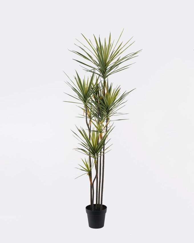 Artificial Tree 55*48*180cm Dracaena *9 in PP pot/255 lvs GS-41925042 2025AUG YeahFlower is one of Chinese leading OEM manufacturers and exporters , supplying the silk flowers, wholesale artificial trees