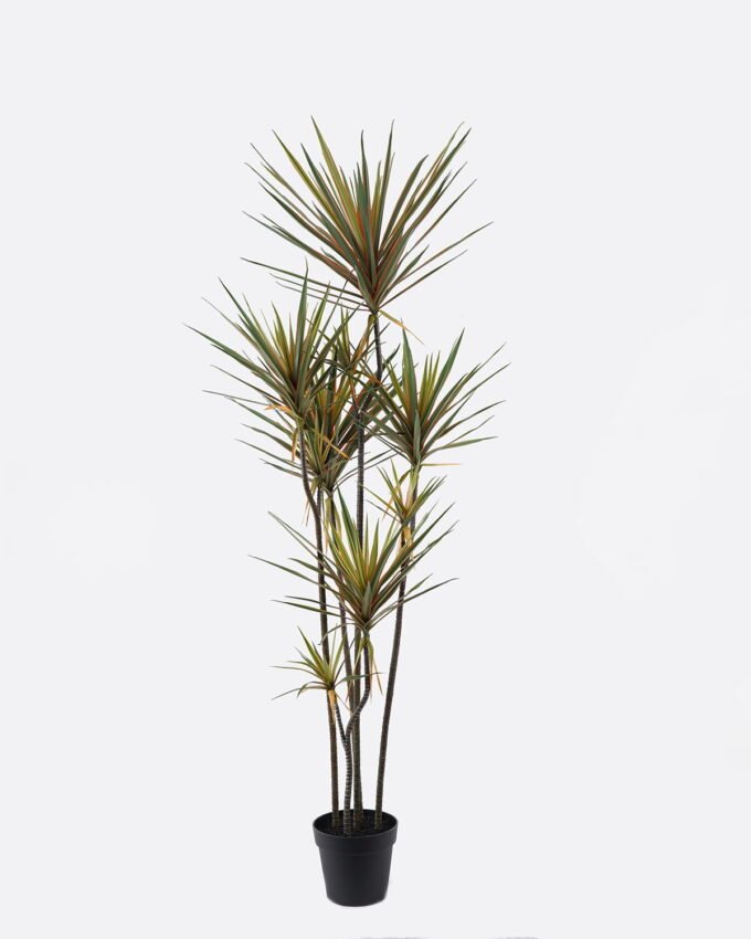 Artificial Tree 55*48*180cm Dracaena *9 in PP pot/255 lvs GS-41925042 2025AUG YeahFlower is one of Chinese leading OEM manufacturers and exporters , supplying the silk flowers, wholesale artificial trees