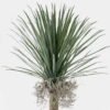 Artificial Tree 60*60*165cm Dracaena in PP pot/150 lvs GS-41925043 2025AUG YeahFlower is one of Chinese leading OEM manufacturers and exporters , supplying the silk flowers, wholesale artificial trees