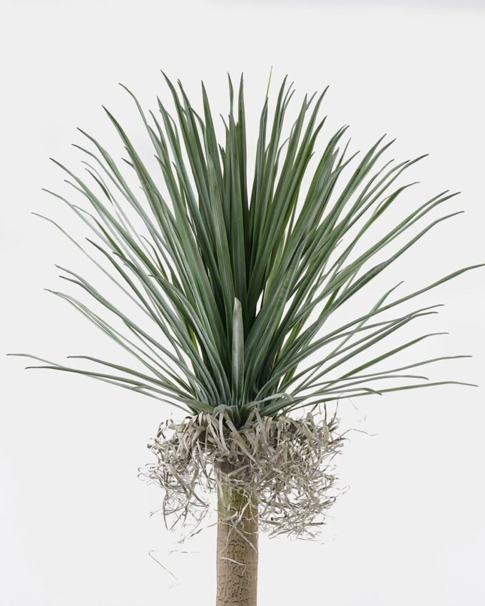 Artificial Tree 60*60*165cm Dracaena in PP pot/150 lvs GS-41925043 2025AUG YeahFlower is one of Chinese leading OEM manufacturers and exporters , supplying the silk flowers, wholesale artificial trees