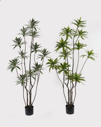 Artificial Tree 58*58*160cm Dracaena reflexa *11 in PP pot GS-79425002 2025SEP YeahFlower is one of Chinese leading OEM manufacturers and exporters , supplying the silk flowers, wholesale artificial trees Artificial Tree 58*58*160cm Dracaena reflexa *11 in PP pot GS-79425002 2025SEP YeahFlower is one of Chinese leading OEM manufacturers and exporters , supplying the silk flowers, wholesale artificial trees