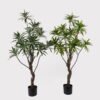 Artificial Tree 58*58*140cm Dracaena reflexa *12 in PP pot GS-79425001 2025SEP YeahFlower is one of Chinese leading OEM manufacturers and exporters , supplying the silk flowers, wholesale artificial trees