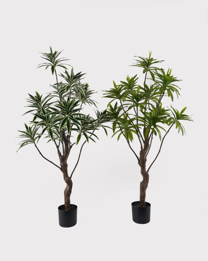 Artificial Tree 58*58*140cm Dracaena reflexa *12 in PP pot GS-79425001 2025SEP YeahFlower is one of Chinese leading OEM manufacturers and exporters , supplying the silk flowers, wholesale artificial trees
