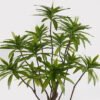 Artificial Tree 58*58*140cm Dracaena reflexa *12 in PP pot GS-79425001 2025SEP YeahFlower is one of Chinese leading OEM manufacturers and exporters , supplying the silk flowers, wholesale artificial trees