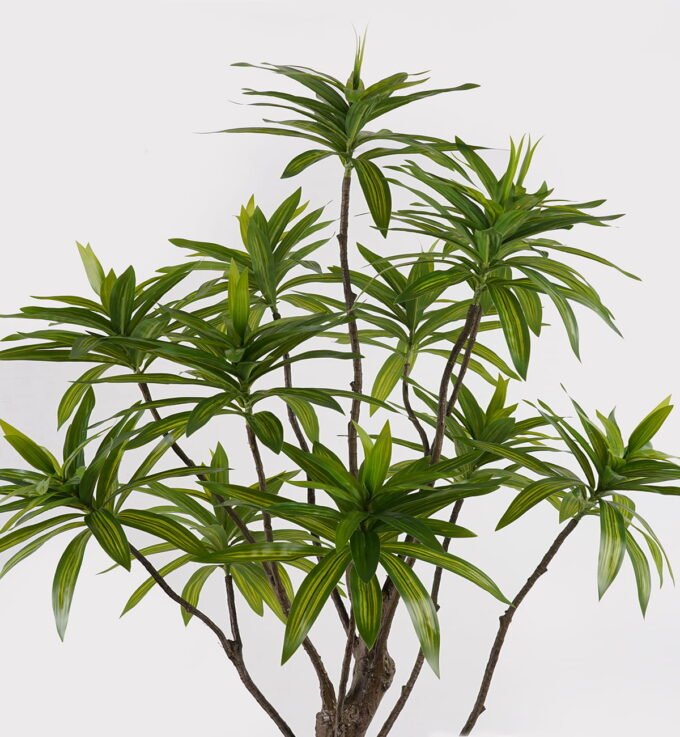 Artificial Tree 58*58*140cm Dracaena reflexa *12 in PP pot GS-79425001 2025SEP YeahFlower is one of Chinese leading OEM manufacturers and exporters , supplying the silk flowers, wholesale artificial trees