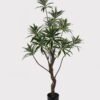 Artificial Tree 58*58*140cm Dracaena reflexa *12 in PP pot GS-79425001 2025SEP YeahFlower is one of Chinese leading OEM manufacturers and exporters , supplying the silk flowers, wholesale artificial trees