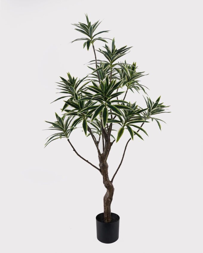 Artificial Tree 58*58*140cm Dracaena reflexa *12 in PP pot GS-79425001 2025SEP YeahFlower is one of Chinese leading OEM manufacturers and exporters , supplying the silk flowers, wholesale artificial trees
