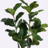 Artificial Tree 80*60*150cm Ficus Lyrata in PP pot GS-46725007 2025AUG YeahFlower is one of Chinese leading OEM manufacturers and exporters , supplying the silk flowers, wholesale artificial trees
