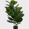 Artificial Tree 32*32*100cm Ficus lyrata *3 in PP Pot GS-51125005 2025JUL YeahFlower is one of Chinese leading OEM manufacturers and exporters , supplying the silk flowers, wholesale artificial trees