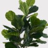 Artificial Tree 55*55*130cm Ficus lyrata in PP Pot GS-51125006 2025JUL YeahFlower is one of Chinese leading OEM manufacturers and exporters , supplying the silk flowers, wholesale artificial trees