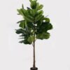 Artificial Tree 78*78*180cm Ficus lyrata in PP Pot GS-51125008 2025JUL YeahFlower is one of Chinese leading OEM manufacturers and exporters , supplying the silk flowers, wholesale artificial trees