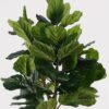 Artificial Tree 78*78*180cm Ficus lyrata in PP Pot GS-51125008 2025JUL YeahFlower is one of Chinese leading OEM manufacturers and exporters , supplying the silk flowers, wholesale artificial trees
