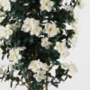 Artificial Tree 55*55*170cm Flower *7 in PP pot/2025 lvs GS-30625002 2025JUL YeahFlower is one of Chinese leading OEM manufacturers and exporters , supplying the silk flowers, wholesale artificial trees