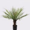 Artificial Tree 30*30*70cm Frond in PP pot/12 lvs GS-43425005 2025AUG YeahFlower is one of Chinese leading OEM manufacturers and exporters , supplying the silk flowers, wholesale artificial trees